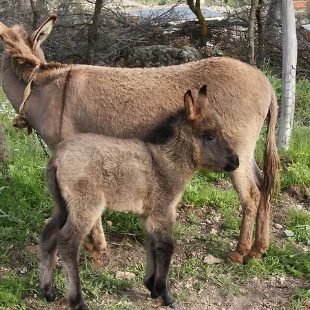 Летний дом Blacktree Farm And Cottages