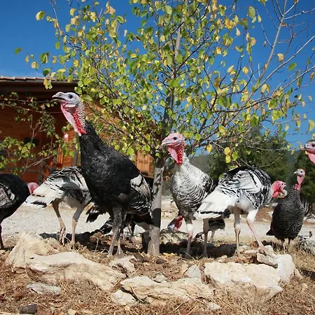 Casa de Campo Blacktree Farm And Cottages *